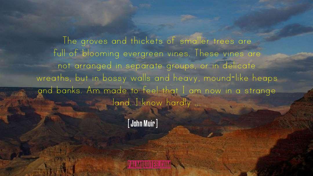 John Muir Quotes: The groves and thickets of