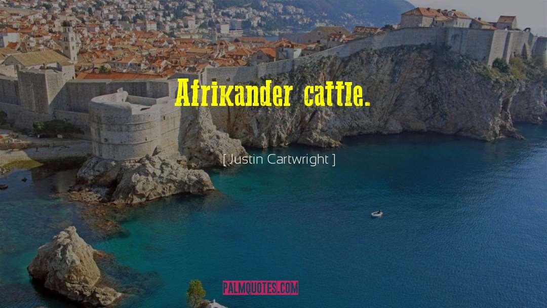 Justin Cartwright Quotes: Afrikander cattle.