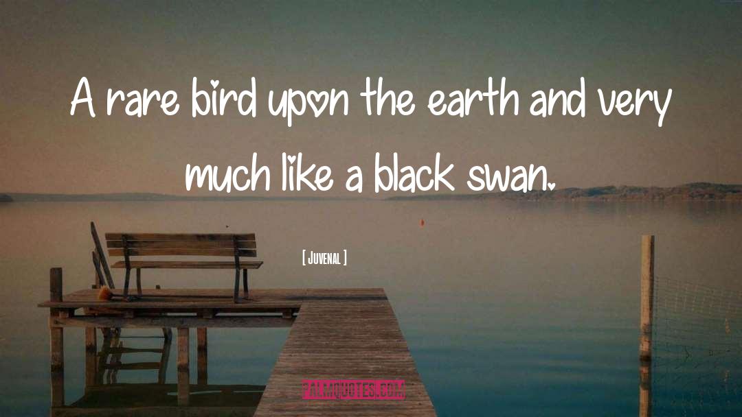 Juvenal Quotes: A rare bird upon the