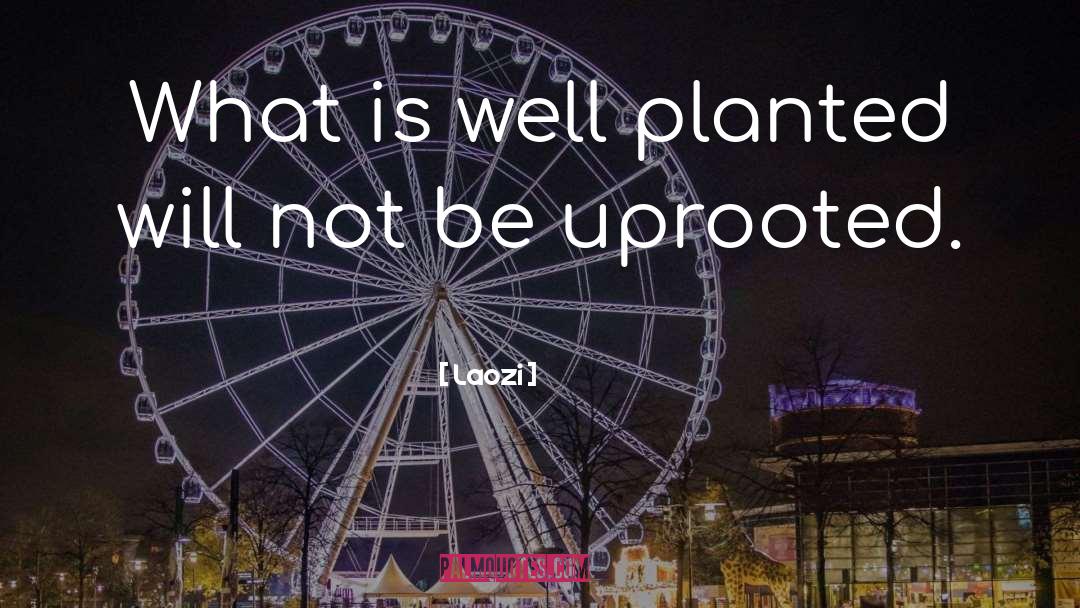 Laozi Quotes: What is well planted will