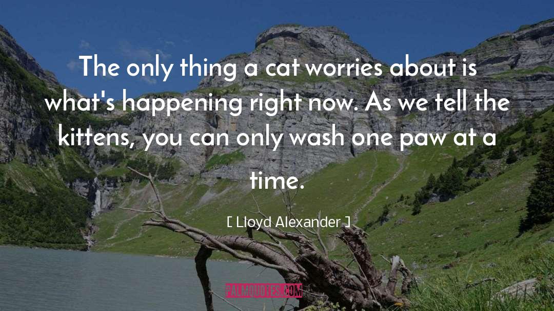 Lloyd Alexander Quotes: The only thing a cat