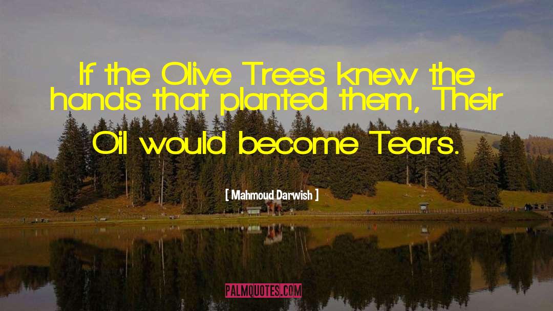 Mahmoud Darwish Quotes: If the Olive Trees knew