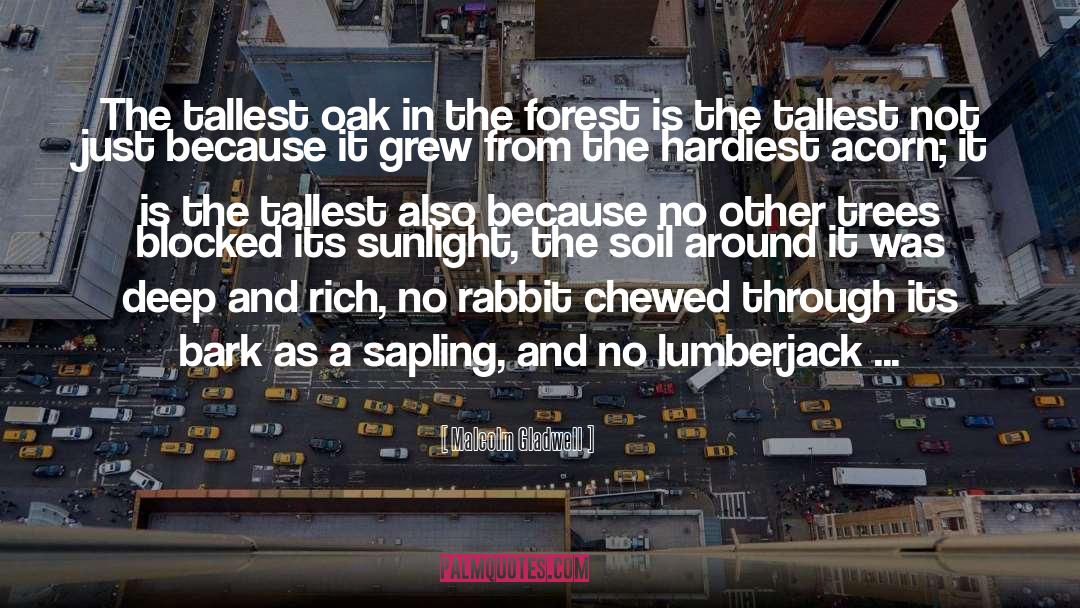 Malcolm Gladwell Quotes: The tallest oak in the