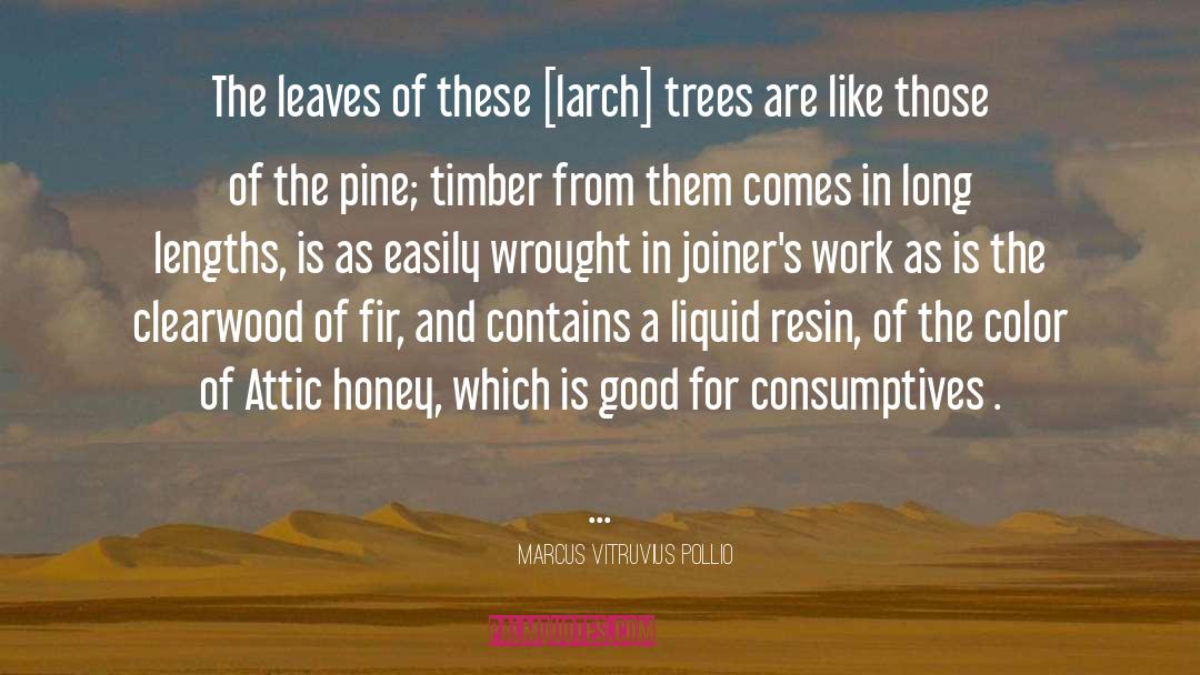 Marcus Vitruvius Pollio Quotes: The leaves of these [larch]