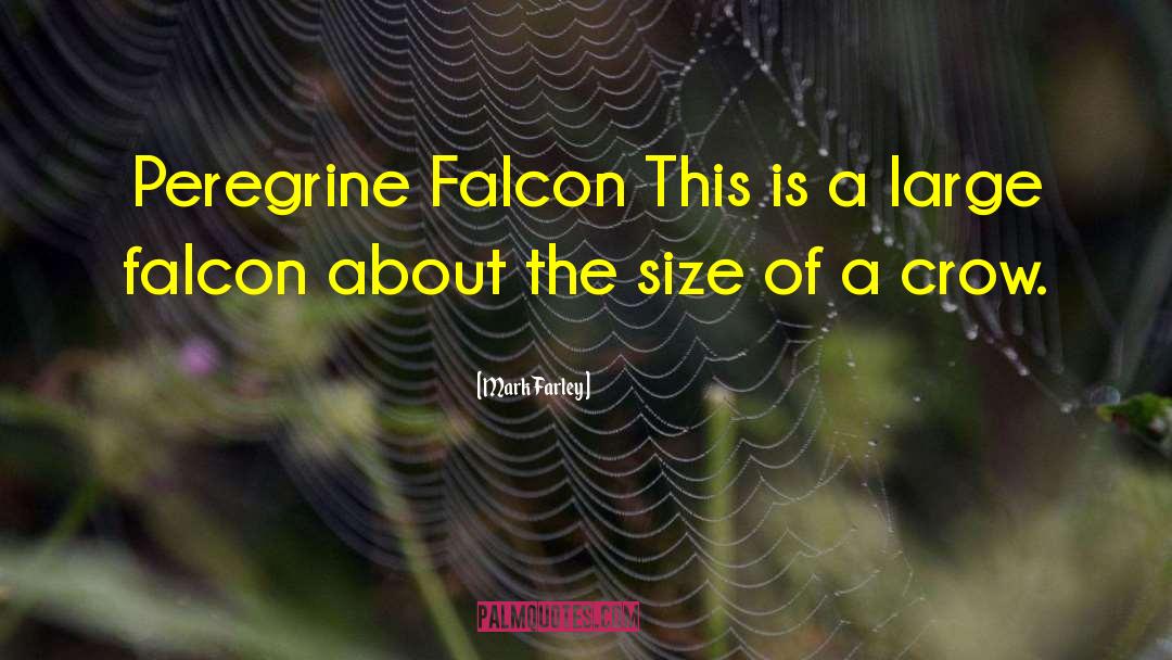Mark Farley Quotes: Peregrine Falcon This is a