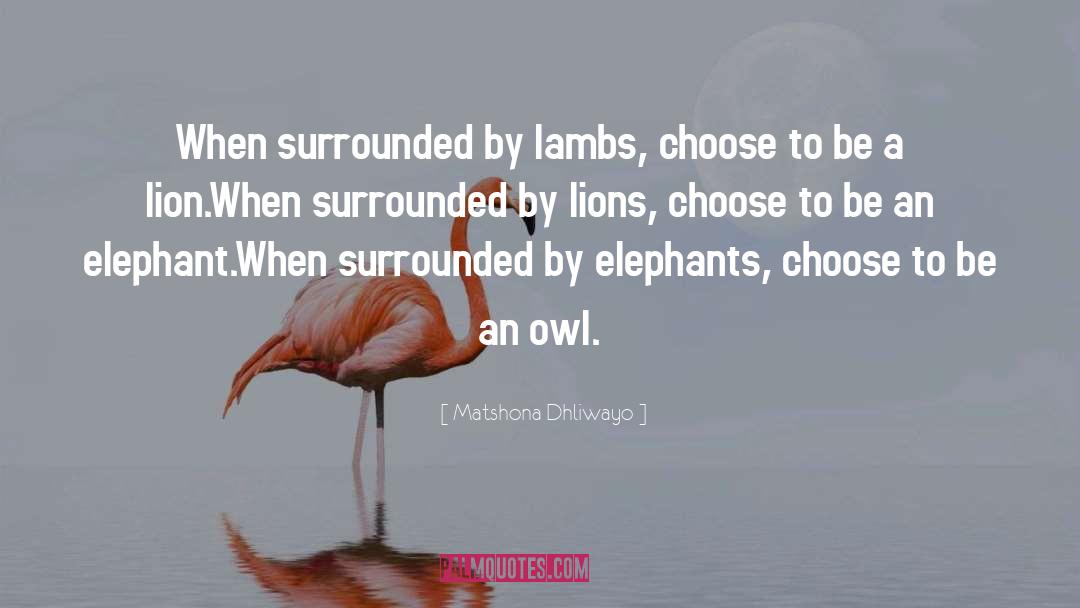 Matshona Dhliwayo Quotes: When surrounded by lambs, <br