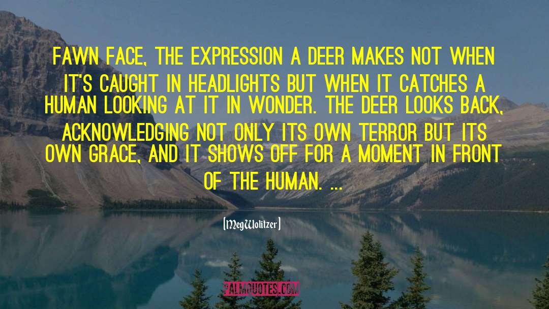 Meg Wolitzer Quotes: Fawn face, the expression a