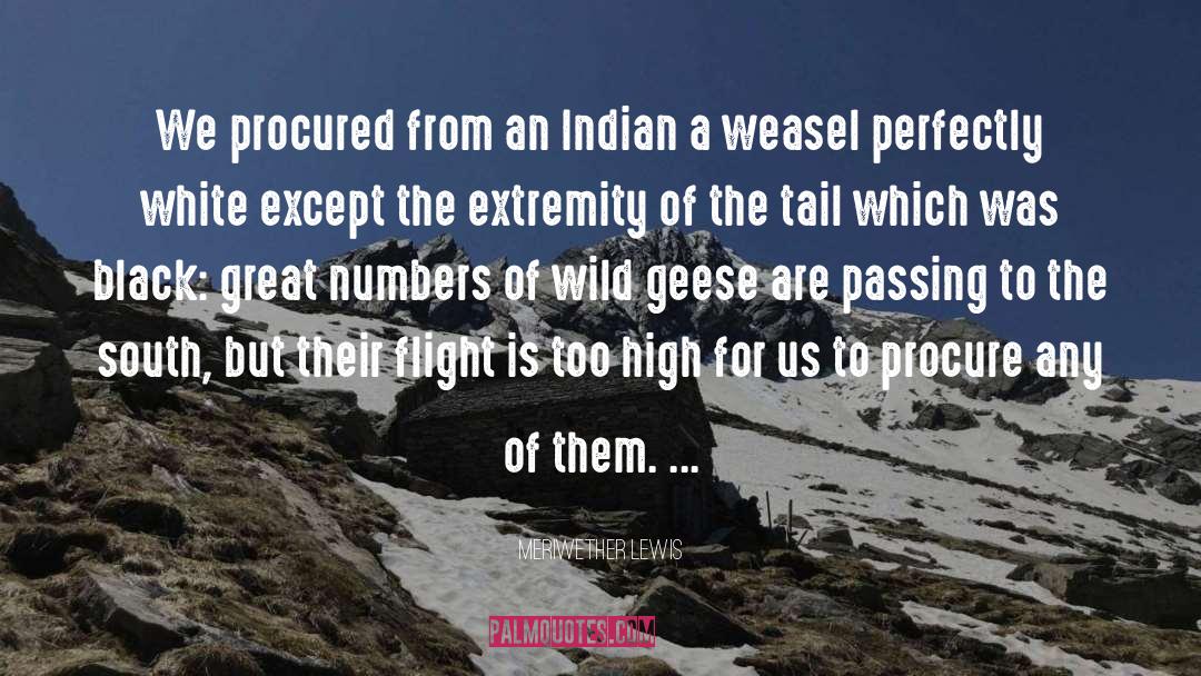 Meriwether Lewis Quotes: We procured from an Indian