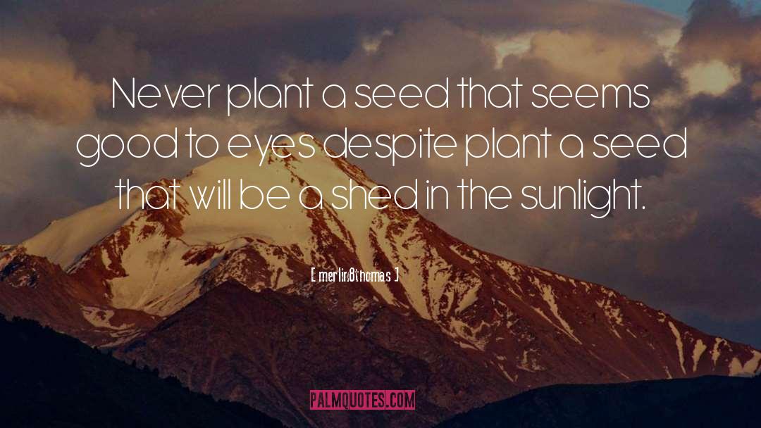 Merlin8thomas Quotes: Never plant a seed that