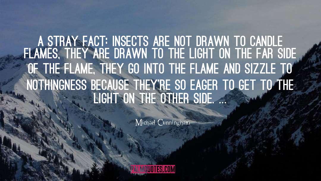 Michael Cunningham Quotes: A stray fact: insects are