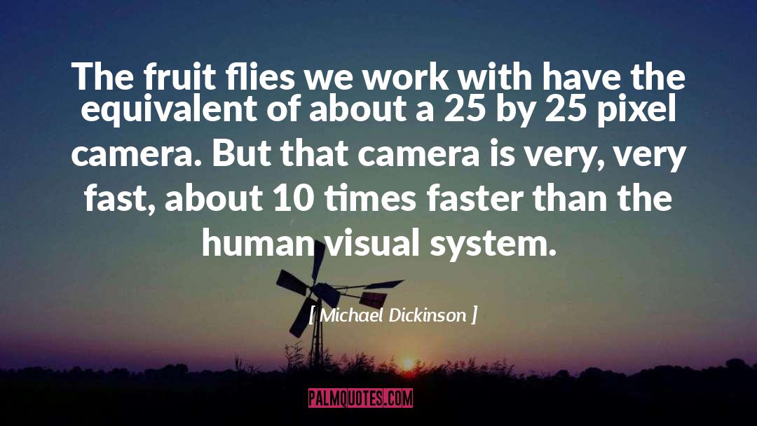 Michael Dickinson Quotes: The fruit flies we work