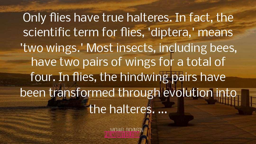 Michael Dickinson Quotes: Only flies have true halteres.