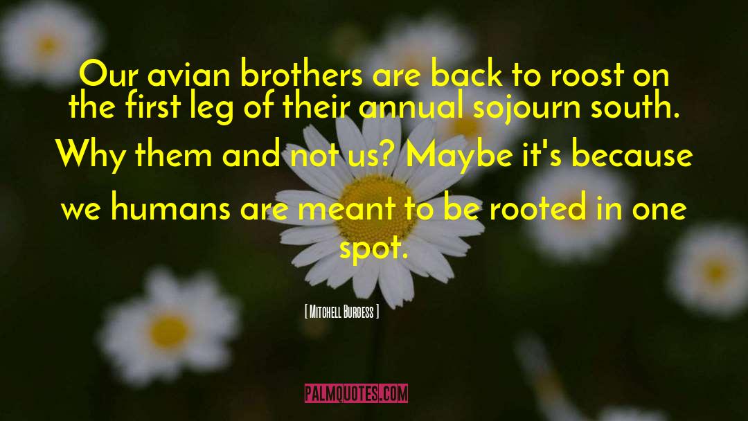 Mitchell Burgess Quotes: Our avian brothers are back