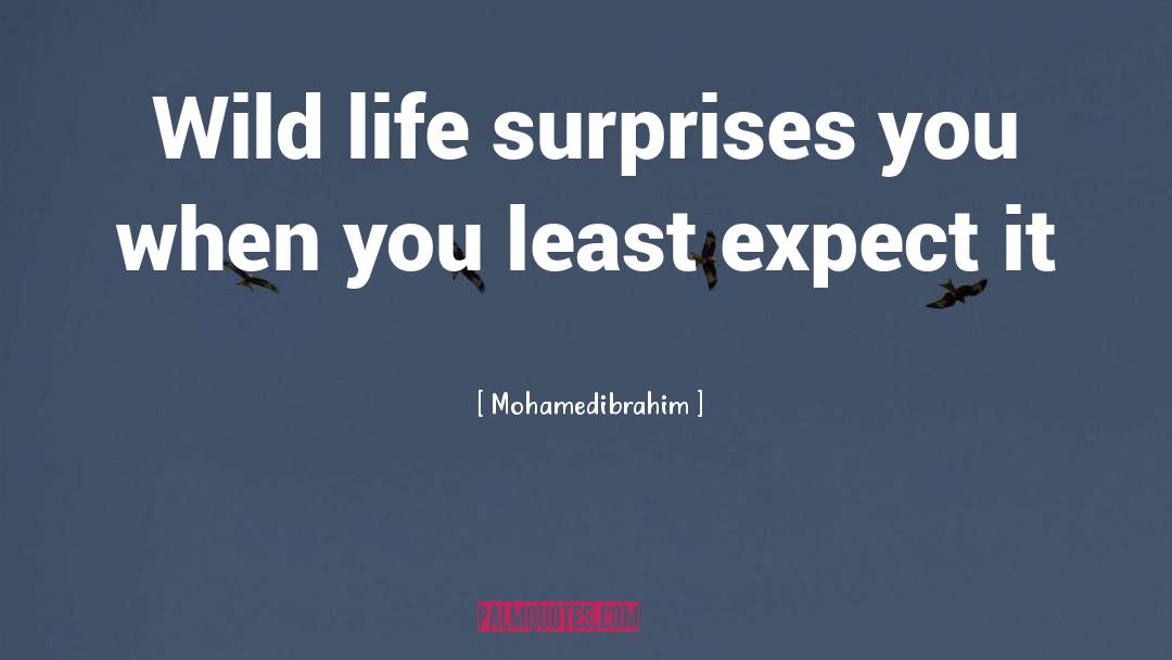 Mohamedibrahim Quotes: Wild life surprises you when