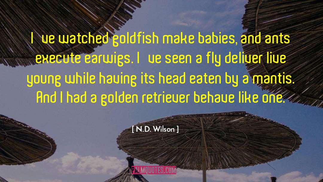 N.D. Wilson Quotes: I've watched goldfish make babies,