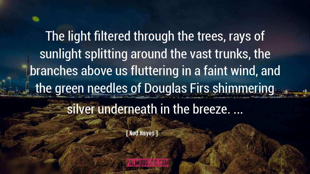 Ned Hayes Quotes: The light filtered through the