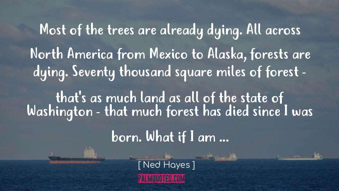 Ned Hayes Quotes: Most of the trees are