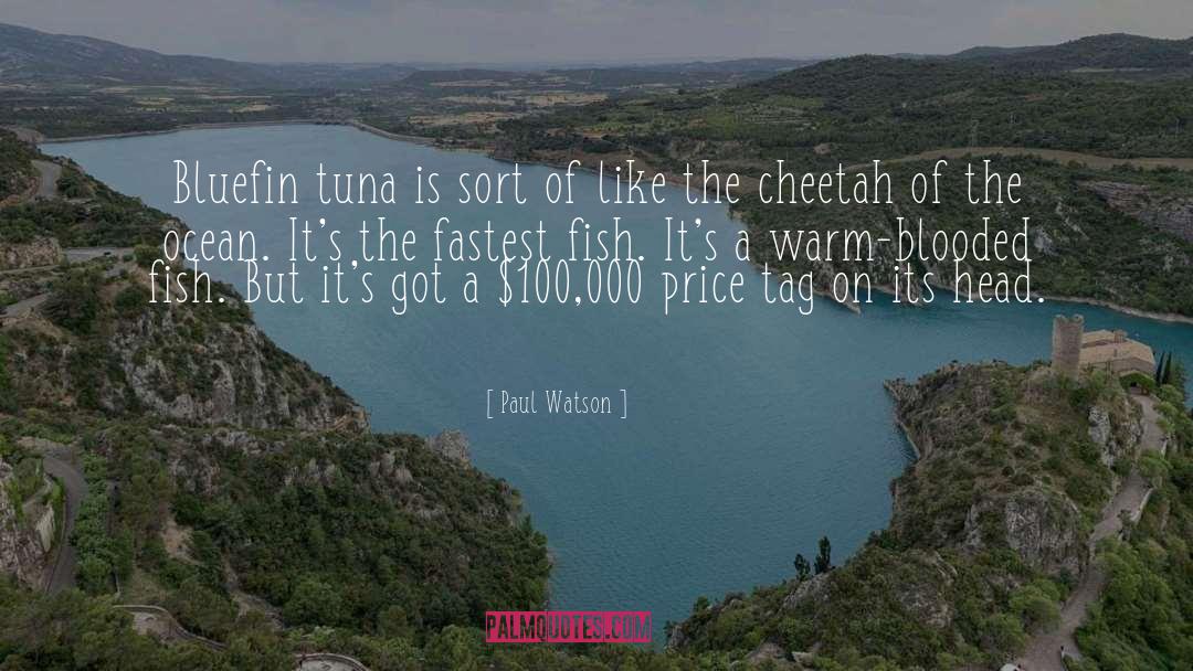 Paul Watson Quotes: Bluefin tuna is sort of