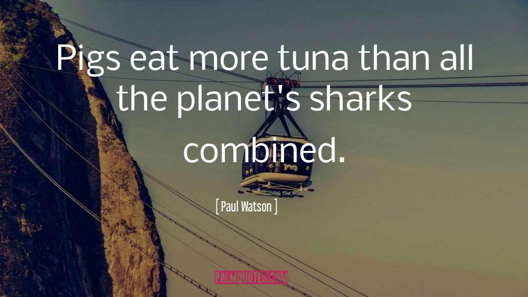 Paul Watson Quotes: Pigs eat more tuna than