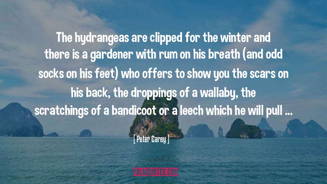 Peter Carey Quotes: The hydrangeas are clipped for