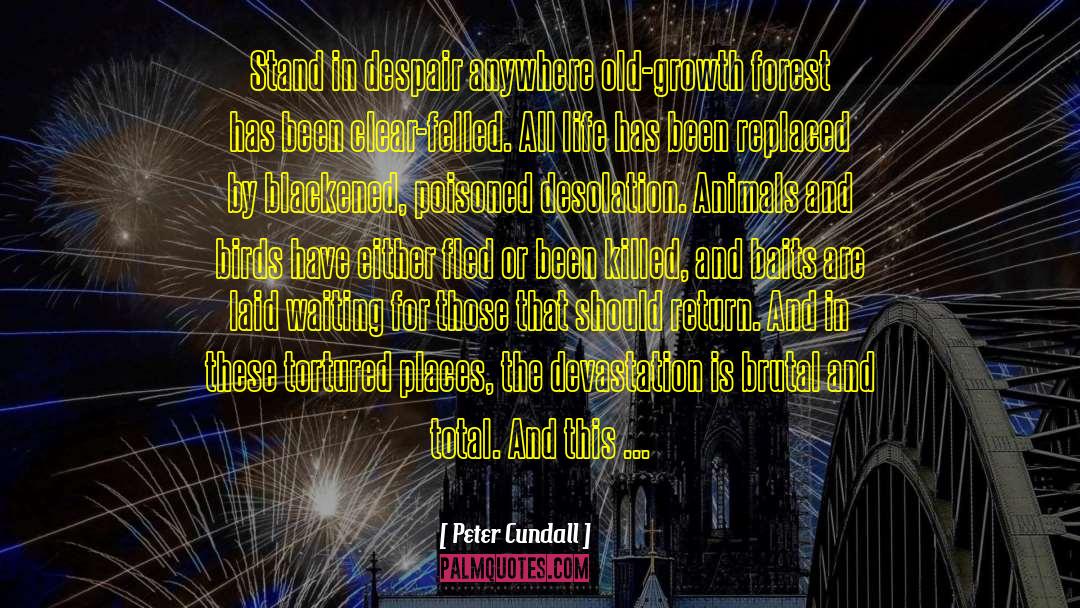 Peter Cundall Quotes: Stand in despair anywhere old-growth