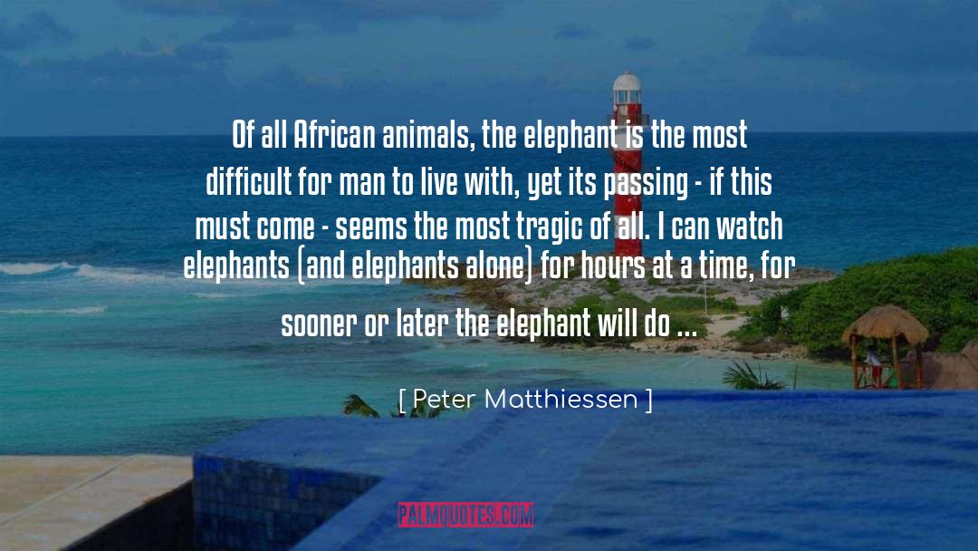 Peter Matthiessen Quotes: Of all African animals, the