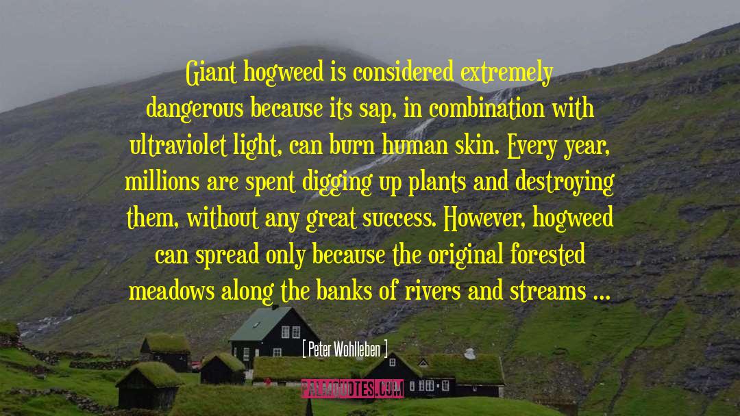 Peter Wohlleben Quotes: Giant hogweed is considered extremely