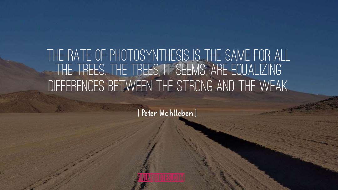 Peter Wohlleben Quotes: The rate of photosynthesis is