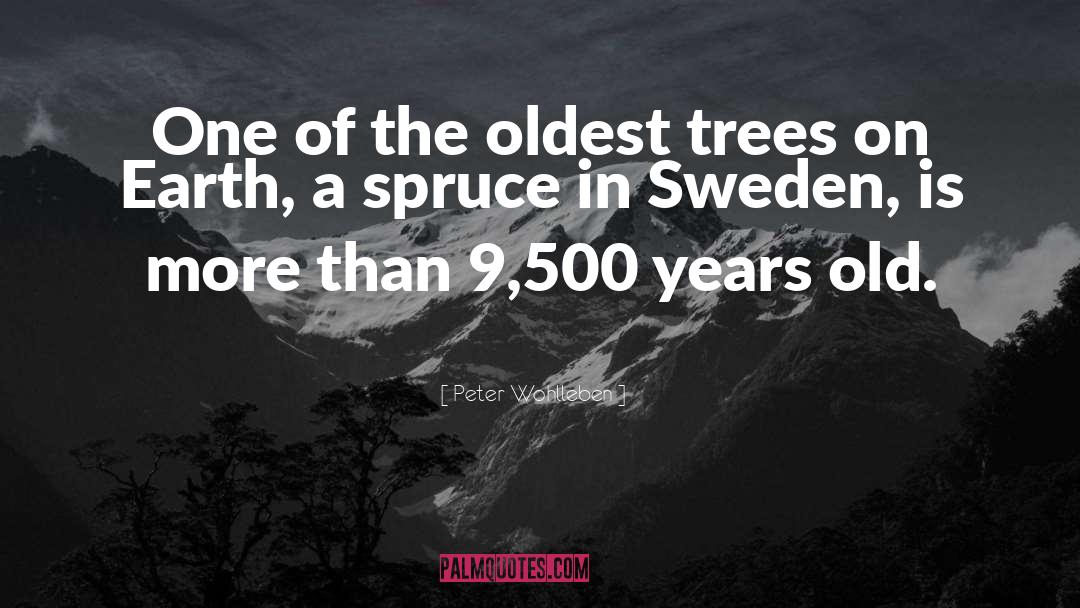 Peter Wohlleben Quotes: One of the oldest trees