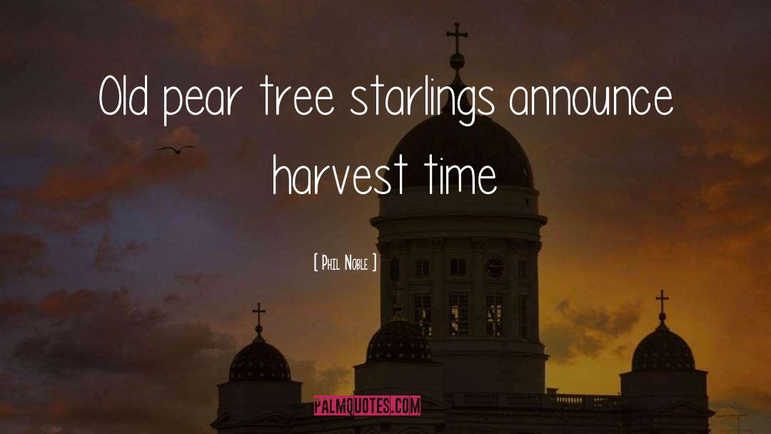 Phil Noble Quotes: Old pear tree starlings announce