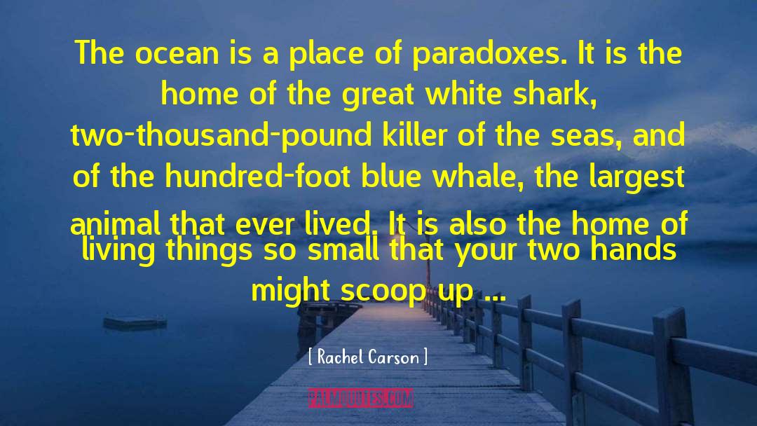 Rachel Carson Quotes: The ocean is a place