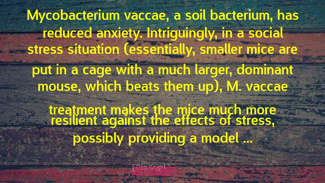 Rob Knight Quotes: Mycobacterium vaccae, a soil bacterium,
