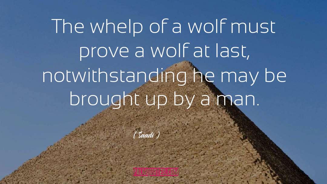 Saadi Quotes: The whelp of a wolf