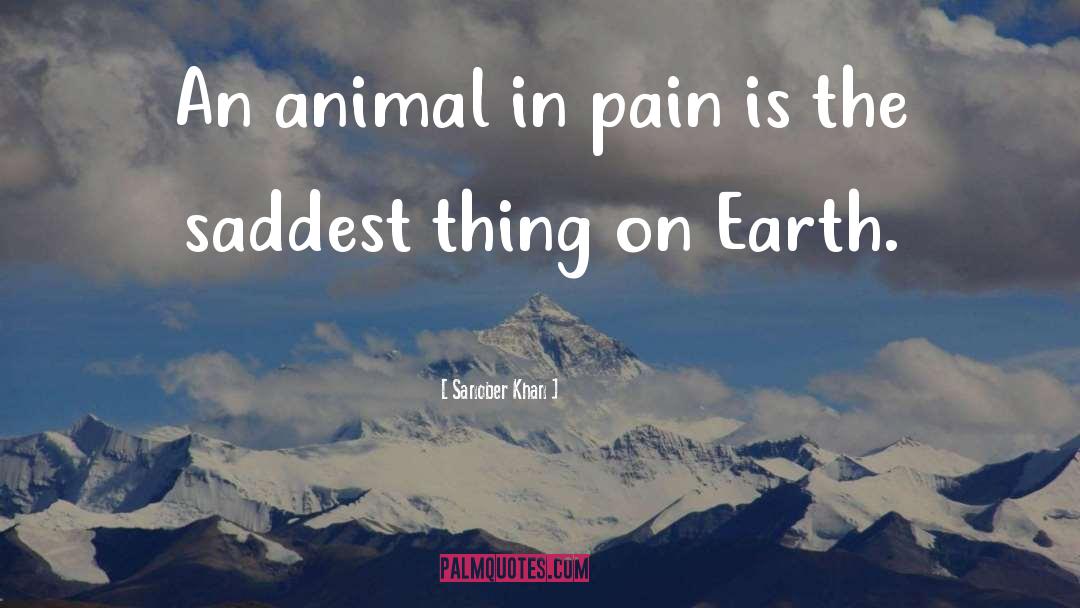 Sanober Khan Quotes: An animal in pain is