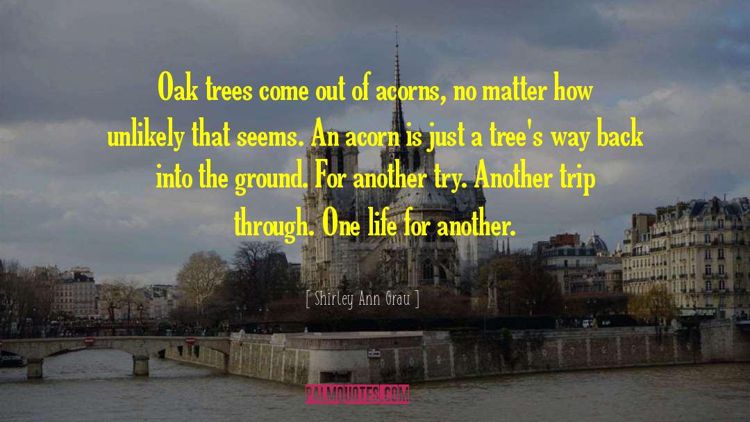 Shirley Ann Grau Quotes: Oak trees come out of