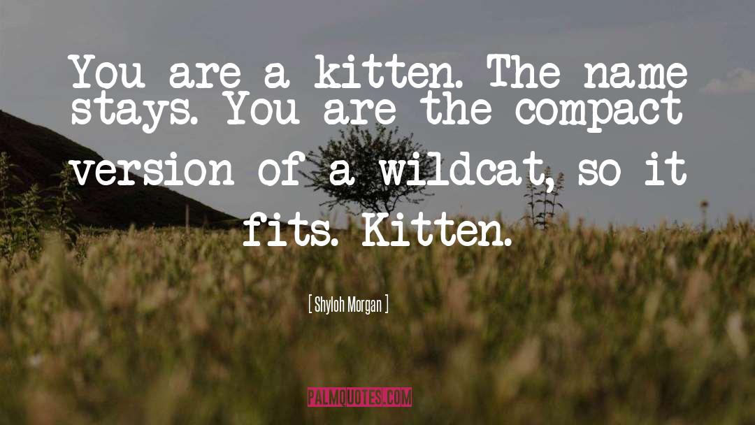 Shyloh Morgan Quotes: You are a kitten. The