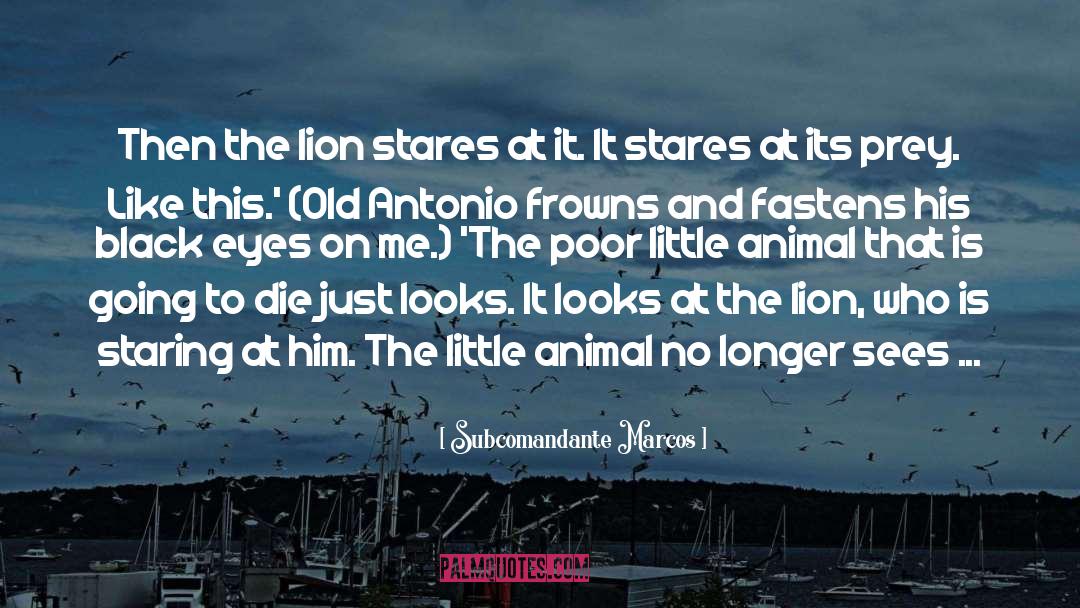 Subcomandante Marcos Quotes: Then the lion stares at