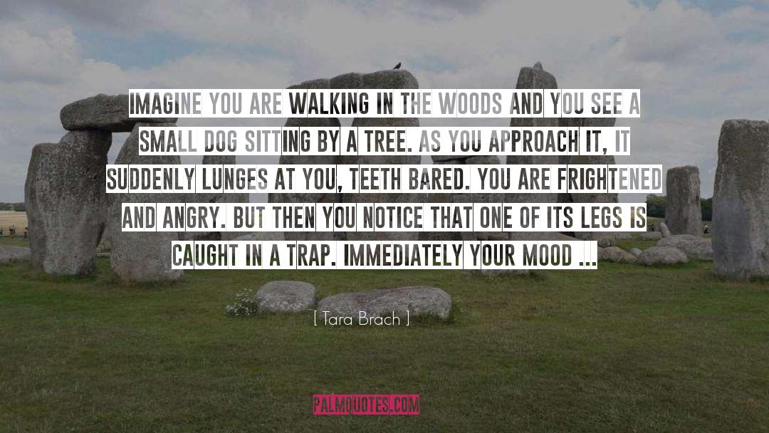 Tara Brach Quotes: Imagine you are walking in