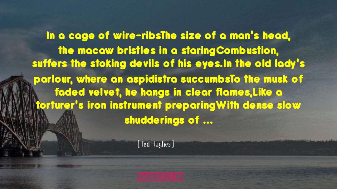 Ted Hughes Quotes: In a cage of wire-ribs<br