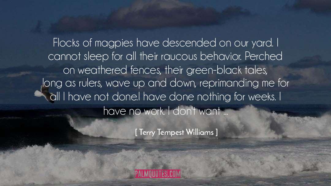 Terry Tempest Williams Quotes: Flocks of magpies have descended