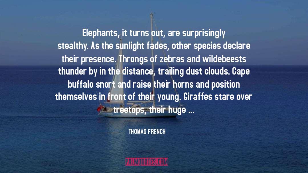 Thomas French Quotes: Elephants, it turns out, are