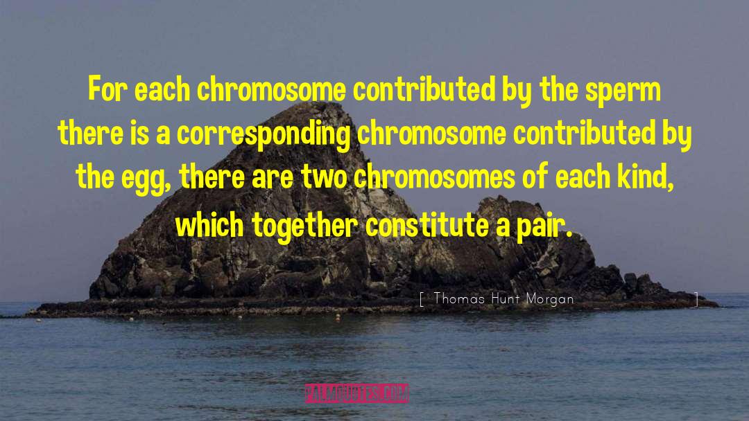 Thomas Hunt Morgan Quotes: For each chromosome contributed by
