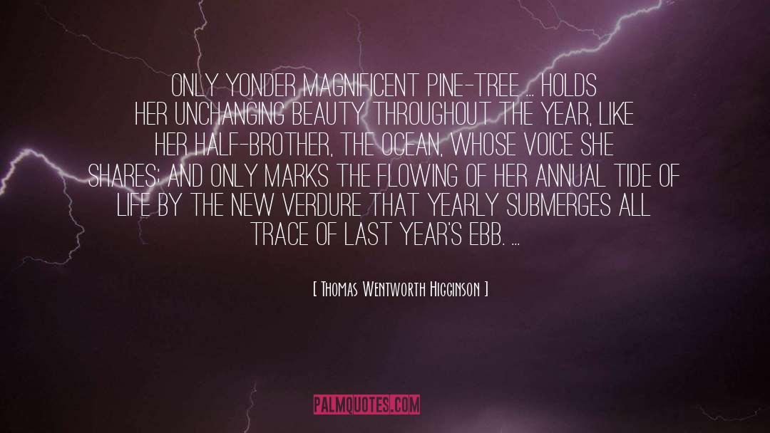 Thomas Wentworth Higginson Quotes: Only yonder magnificent pine-tree ...