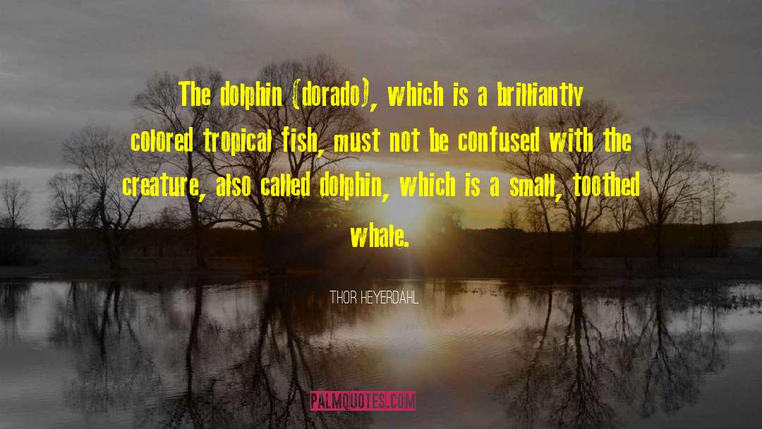 Thor Heyerdahl Quotes: The dolphin (dorado), which is