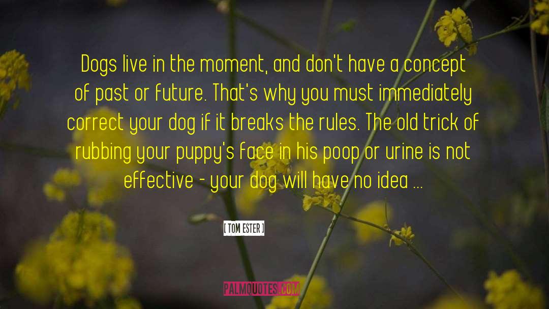 Tom Ester Quotes: Dogs live in the moment,