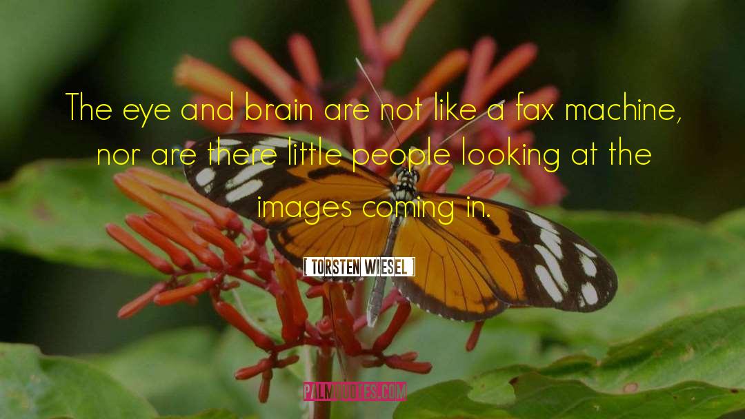 Torsten Wiesel Quotes: The eye and brain are