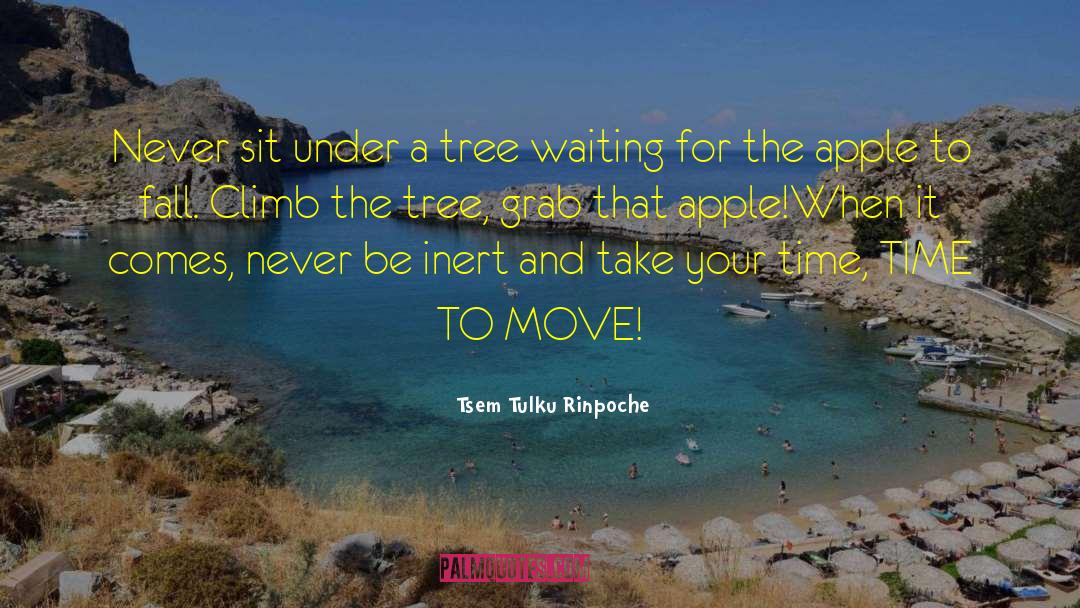 Tsem Tulku Rinpoche Quotes: Never sit under a tree