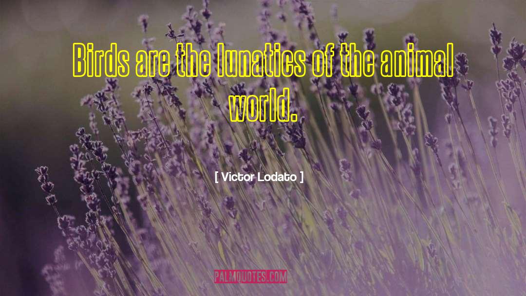 Victor Lodato Quotes: Birds are the lunatics of