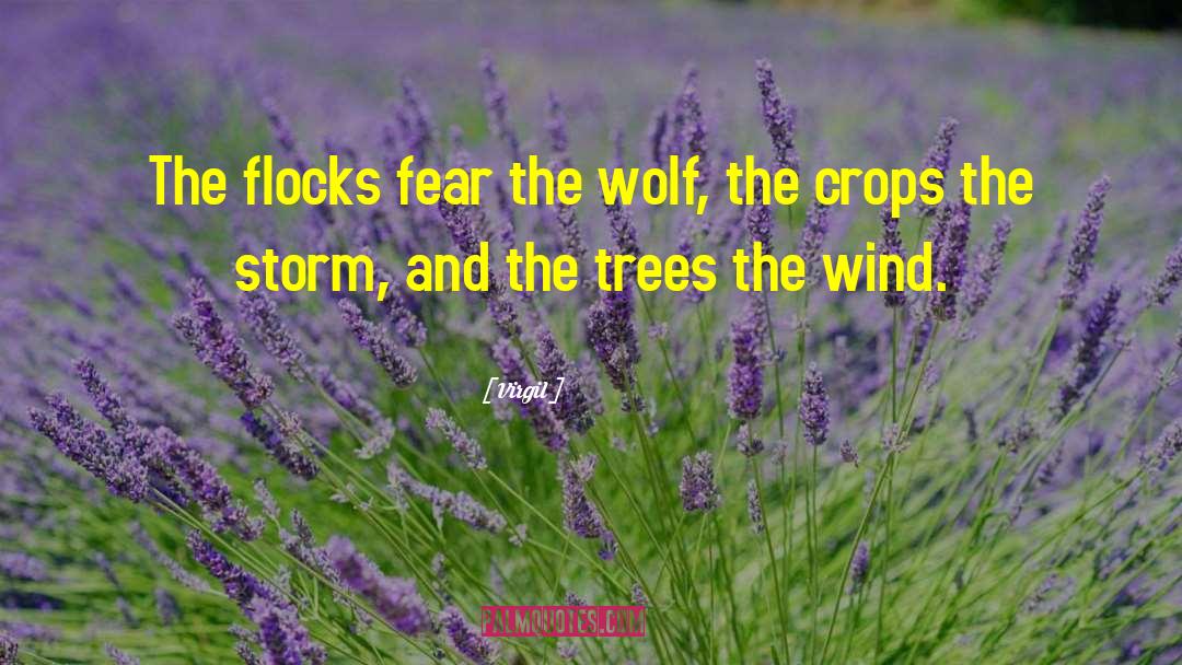Virgil Quotes: The flocks fear the wolf,