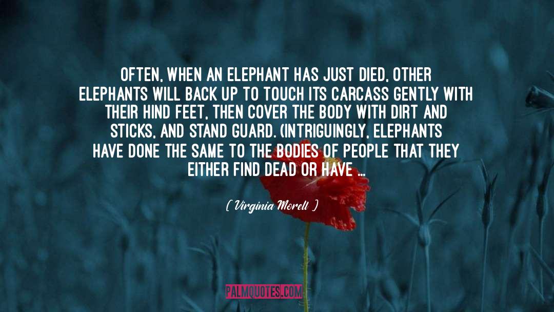 Virginia Morell Quotes: Often, when an elephant has